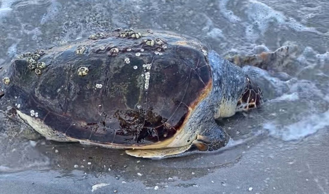 Bodrum sahilinde ölü caretta caretta